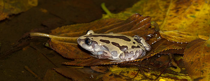 Bubbling Kassina - frog photos