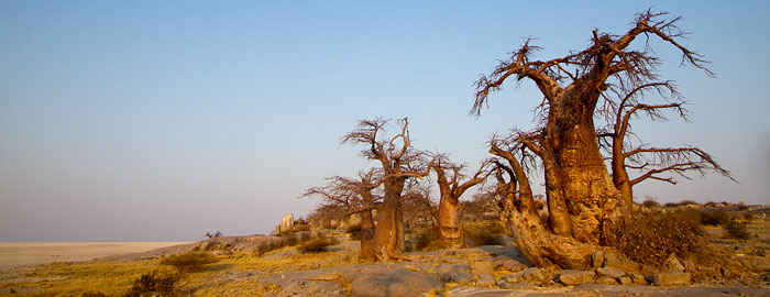Kubu Island Baobab tree photos