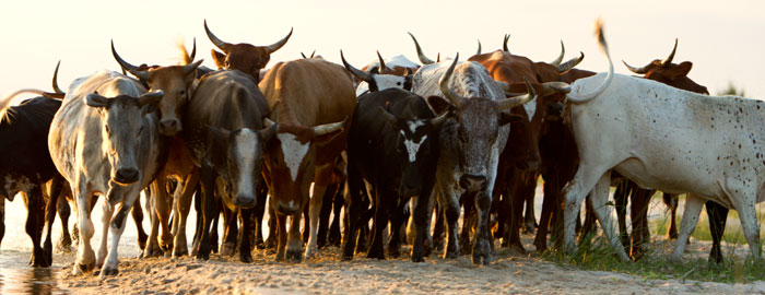 Zulu Cows - nguni