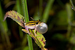 Painted Reed Frog