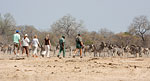Rhino Walking Safaris