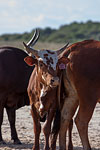 Cattle on Lake Edge - Sibaya