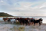 Cattle on Sibaya lake Edge